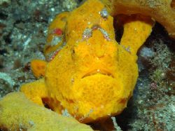 "Yellow is better..." - Yellow Frog Fish in Lembeh strait... by Giulio Arrigucci 